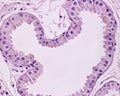 Apocrine sweat gland. Secretory unit Royalty Free Stock Photo