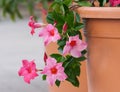 Apocynaceae mandevilla sanderi grade rosea, beautiful pink flowers form of bells Royalty Free Stock Photo