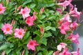 Apocynaceae mandevilla sanderi rosea, beautiful pink flowers in the form of bluebells Royalty Free Stock Photo