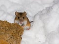 Apodemus agrarius, Striped Field Mouse