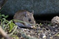 Apodemus sylvaticus, wood mouse portrait feeding