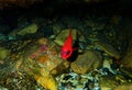 Apogon imberbis - Mediterranean Cardinalfish, King of the Mullets