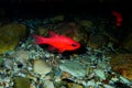 Apogon imberbis - Mediterranean Cardinalfish, King of the Mullets