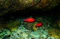 Apogon imberbis - Mediterranean Cardinalfish, King of the Mullets