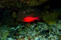 Apogon imberbis - Mediterranean Cardinalfish, King of the Mullets Royalty Free Stock Photo