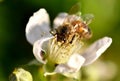 Apoidea on a blackberries flower. Royalty Free Stock Photo