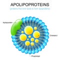 Apolipoprotein structure Royalty Free Stock Photo