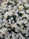 Apollo aster bush. garden and vegetable garden, white flowers