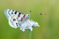 Apollo Buterfly Parnassius apollo in Czech Republic