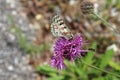 The Apollo butterfly with closed wings upon pink thistle flower