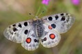 Apollo Butterfly - Parnassius apollo