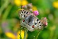 Apollo Butterfly - Parnassius apollo, beautiful iconic endangered butterfly from Europe.