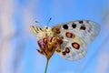 Apollo Butterfly - Parnassius apollo