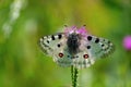 Apollo Butterfly - Parnassius apollo, beautiful iconic endangered butterfly from Europe.