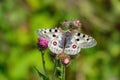 Apollo Butterfly - Parnassius apollo, beautiful iconic endangered butterfly from Europe.