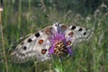 Apollo butterfly Parnassius Apollo sitting on pink flower