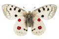 Apollo butterfly (Parnassius apollo)