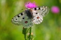 Apollo Butterfly - Parnassius apollo, beautiful iconic endangered butterfly from Europe.