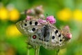 Apollo Butterfly - Parnassius apollo, beautiful iconic endangered butterfly from Europe.