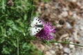 The Apollo butterfly upon pink thistle flower