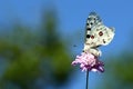 Apollo butterfly on the plant