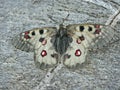 Apollo butterfly on stone