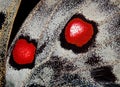 Apollo butterfly wings texture background. macro photography butterfly wing. selective focus Royalty Free Stock Photo