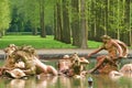 Apollo Fountain at Palace of Versailles Royalty Free Stock Photo