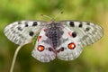 Apollo or Mountain Apollo (Parnassius apollo)