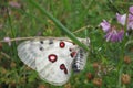 Apollo or Mountain Apollo (Parnassius apollo)