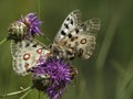 Apollovlinder, Apollo, Parnassius apollo