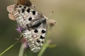 Apollovlinder, Apollo, Parnassius apollo