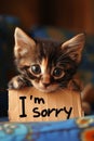 Apology in Eyes: An Adorable Kitten Holding an \'I\'m Sorry\' Sign