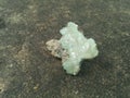 Apophyllite Green crystals on natural rock background.