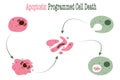 Apoptosis: Programmed Cell Death