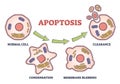 Apoptosis process stages as programmed cell death in labeled outline diagram