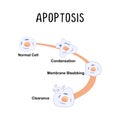 Apoptosis (Programmed Cell Death): The natural process of cell death that occurs in a controlled and organized manner