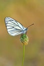 Aporia crataegi , the black-veined white butterfly Royalty Free Stock Photo