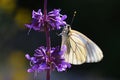 Aporia crataegi , the black-veined white butterfly on flower Royalty Free Stock Photo