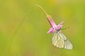 Aporia crataegi, black-veined white butterfly. Wild orchid from Bulgaria. Orchis or Anacamptis laxiflora, red violet flower with