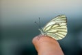 Aporia crataegi Butterfly Macro Shot Royalty Free Stock Photo