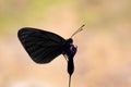 The Aporia crataegi butterfly silhouette photo