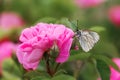 Aporia crataegi butterfly sits on a pink rose. Beautiful pink rose close-up on a blurry background for prints, decor, Wallpaper