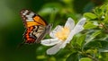 Aporia crataegi butterfly sitting on pale flower, very sharp