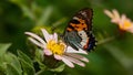 Aporia crataegi butterfly sitting on pale flower, very sharp