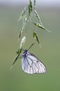 Aporia crataegi butterfly on a white wild flower early in the morning Royalty Free Stock Photo