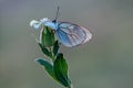 Aporia crataegi butterfly on a white wild flower  waiting for the first rays of the sun Royalty Free Stock Photo
