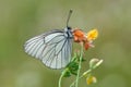 Aporia crataegi butterfly on a wild flower early in the morning