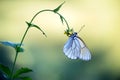 Aporia crataegi butterfly on a wild flower early in the morning