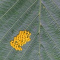 Aporia crataegi Eggs on Green Leaf Close-up